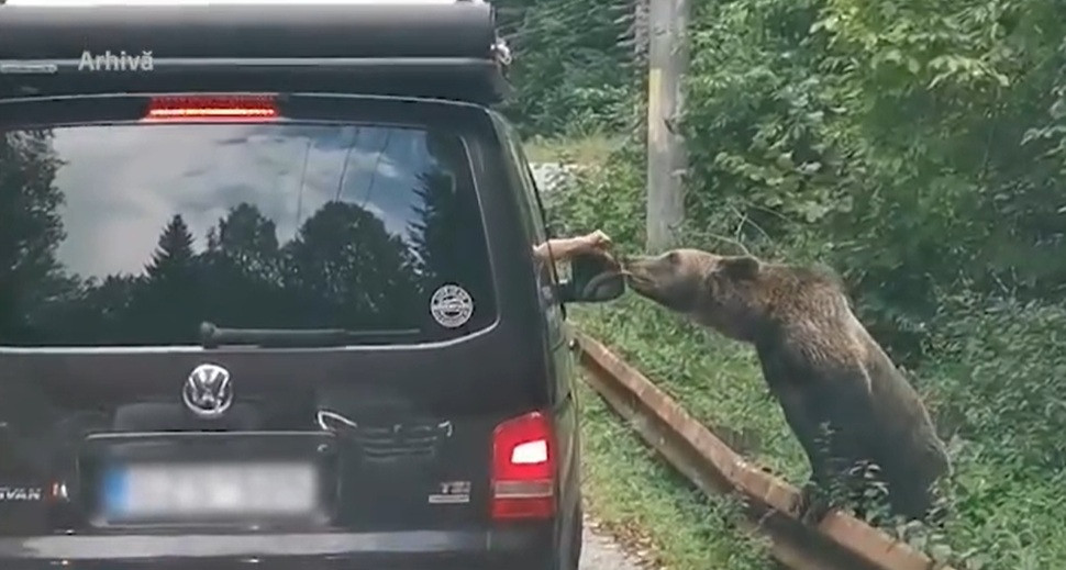 Amenzi uriașe pentru hrănirea urșilor. La ce sumă se ridică sancțiunea maximă și cine o va aplica