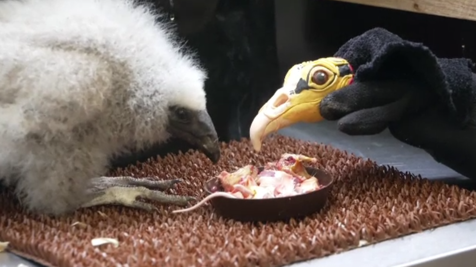 Metoda ingenioasă prin care îngrijitorii de la o grădină zoologică hrănesc un pui de vultur dintr-o specie rară