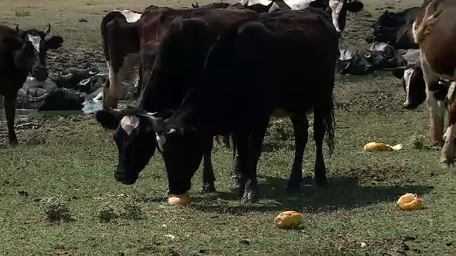 Fermierii recurg la soluții disperate din cauza secetei: Sacrifică vacile și oile sau le hrănesc cu fructe și legume