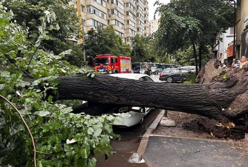 Un bărbat a fost rănit de un copac, la Timișoara. Accidentul, în Parcul Civic