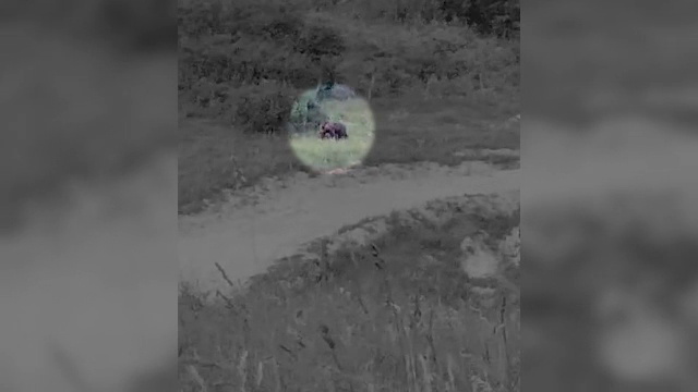 Urșii au făcut ravagii într-un sat din Mureș. Oamenii patrulează în zonă după ce mai multe animale au fost ucise