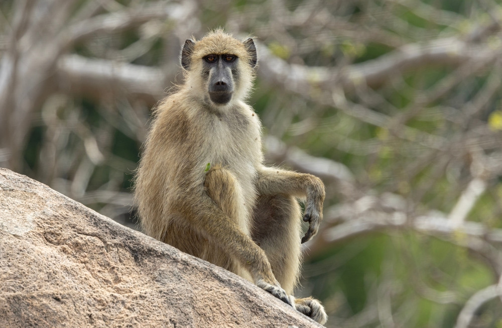 O grădină zoologică din Germania a ucis 12 babuini sănătoşi. Decizia a provocat proteste