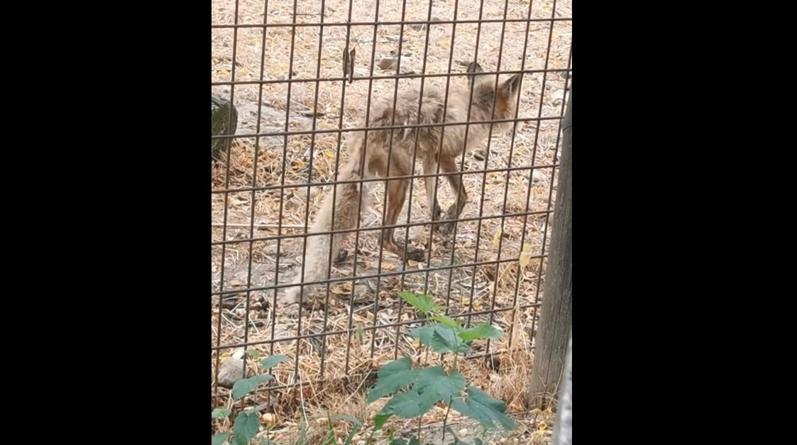 „Imagini revoltătoare”, surprinse la Grădina Zoologică Vâlcea: „Sunt simbolul unei realităţi crunte”