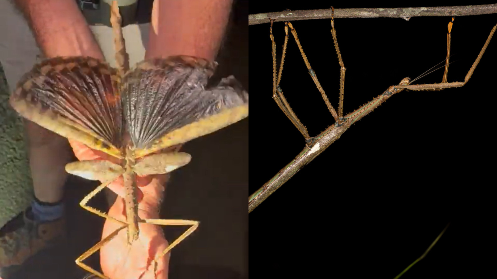 Descoperire fără precedent în Queensland. Ar putea fi cea mai grea specie cunoscută vreodată în Australia