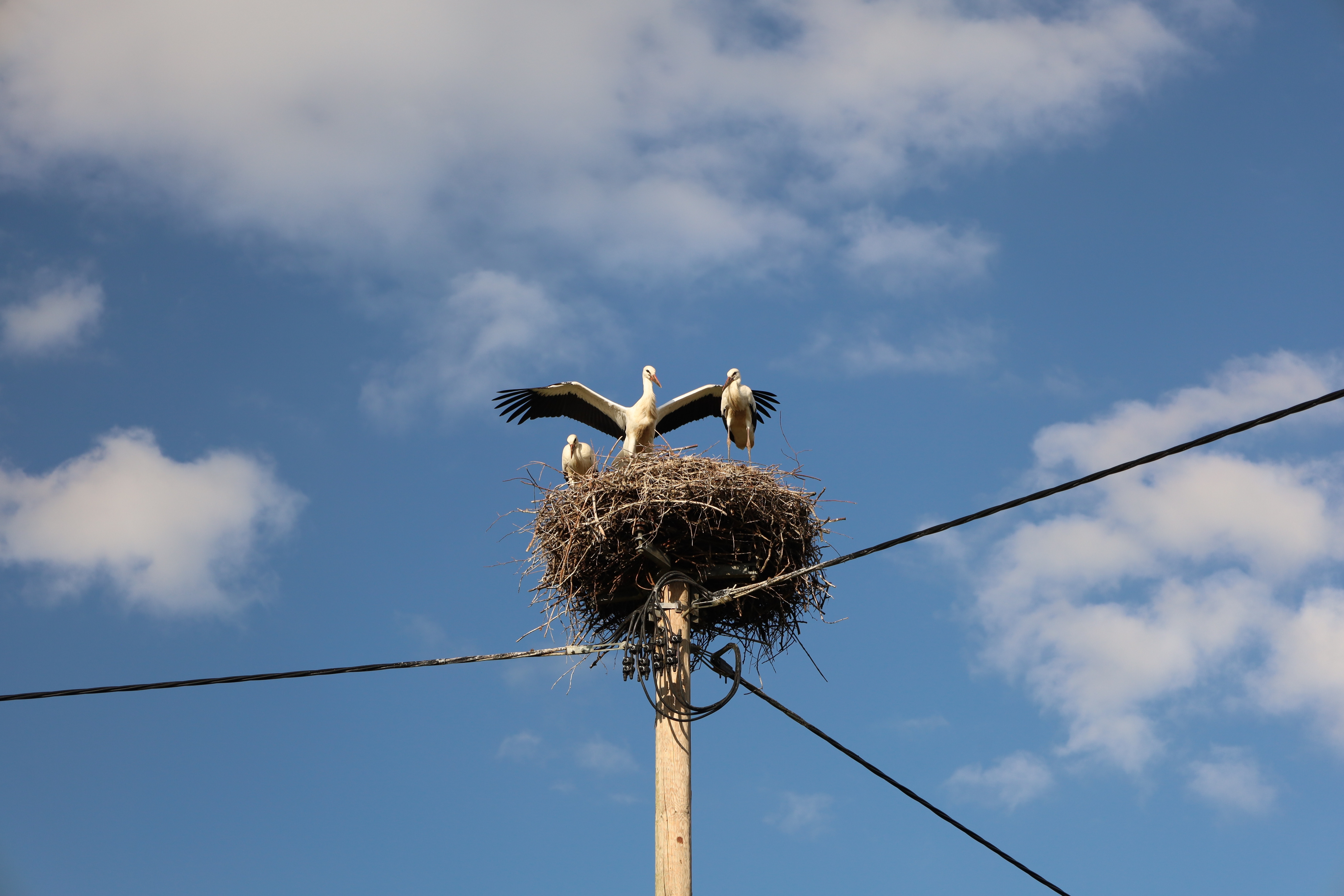 Șapte berze moarte descoperite lângă stâlpii de electricitate din Oradea. Autoritățile au demarat o anchetă