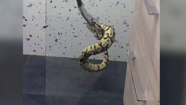 Un bărbat din București a găsit un piton în baie, în mijlocul nopții. Proprietara spune că nu e prima dată când scapă