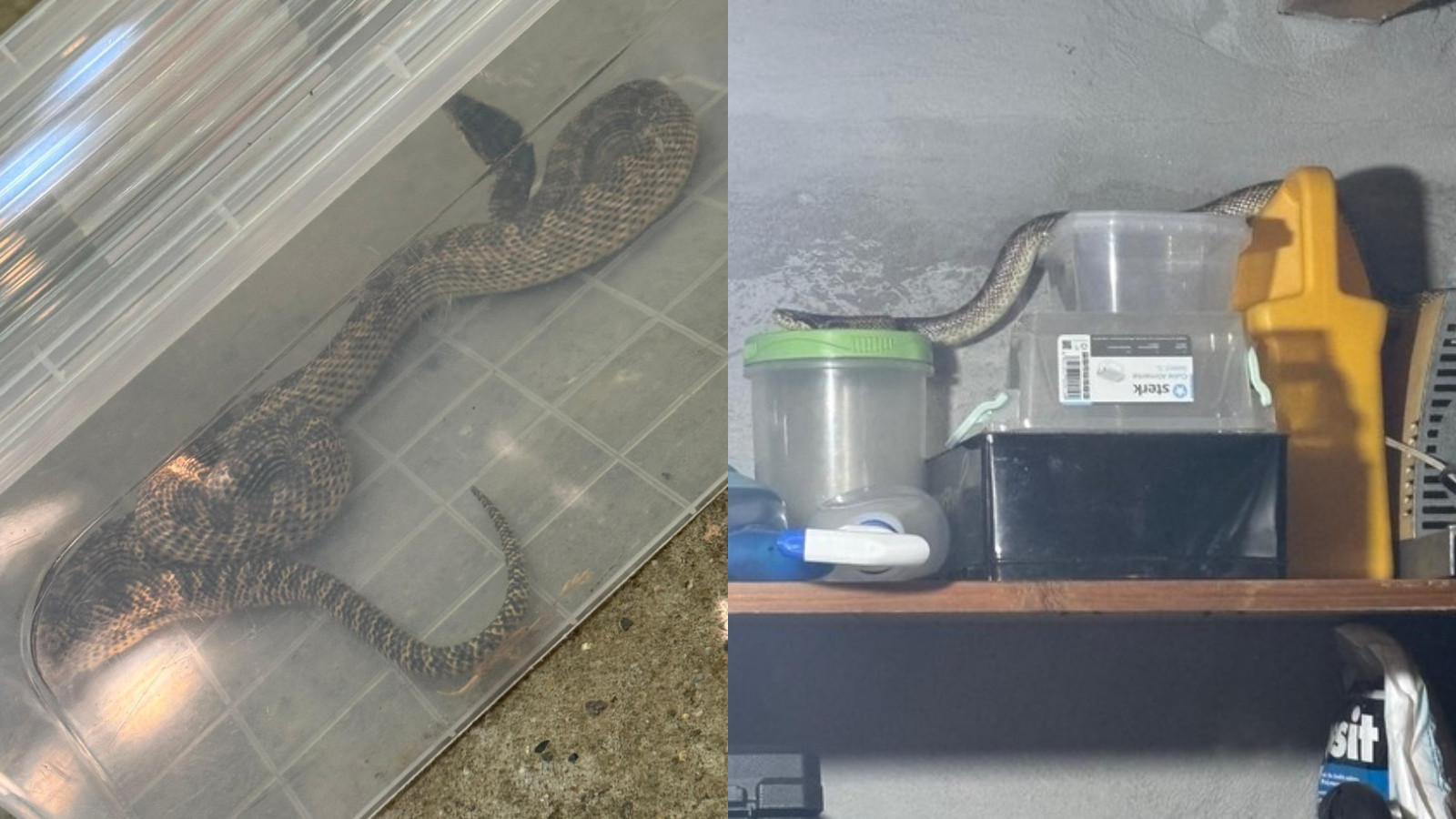 Un "balaur dobrogean" de peste un metru, găsit într-o locuință din 2 Mai. Jandarmii au intervenit de urgență