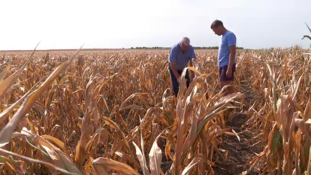 Seceta amenință iar agricultura. Fermierii se plâng că nu îi ajută nimeni: nici cerul, cu ploaie, nici statul, cu bani