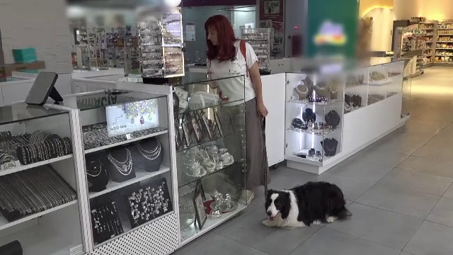 Oradea vrea să devină primul oraș „prietenos cu animalele”. Locurile publice vor permite accesul câinilor, dacă au atestat