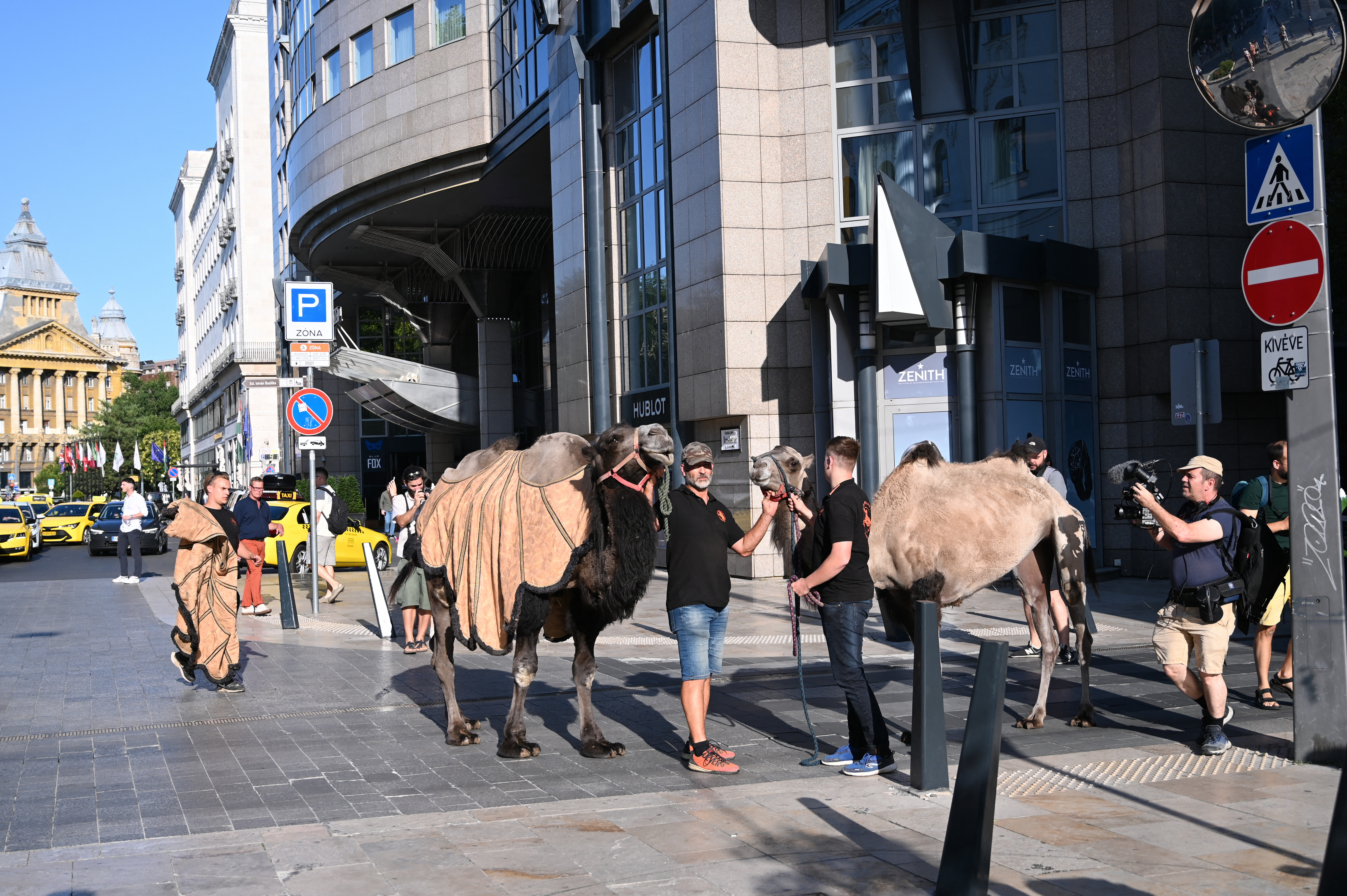 Cămile pe străzile Budapestei într-un protest fără precedent. Agricultorii cer acţiuni urgente împotriva deşertificării ţării