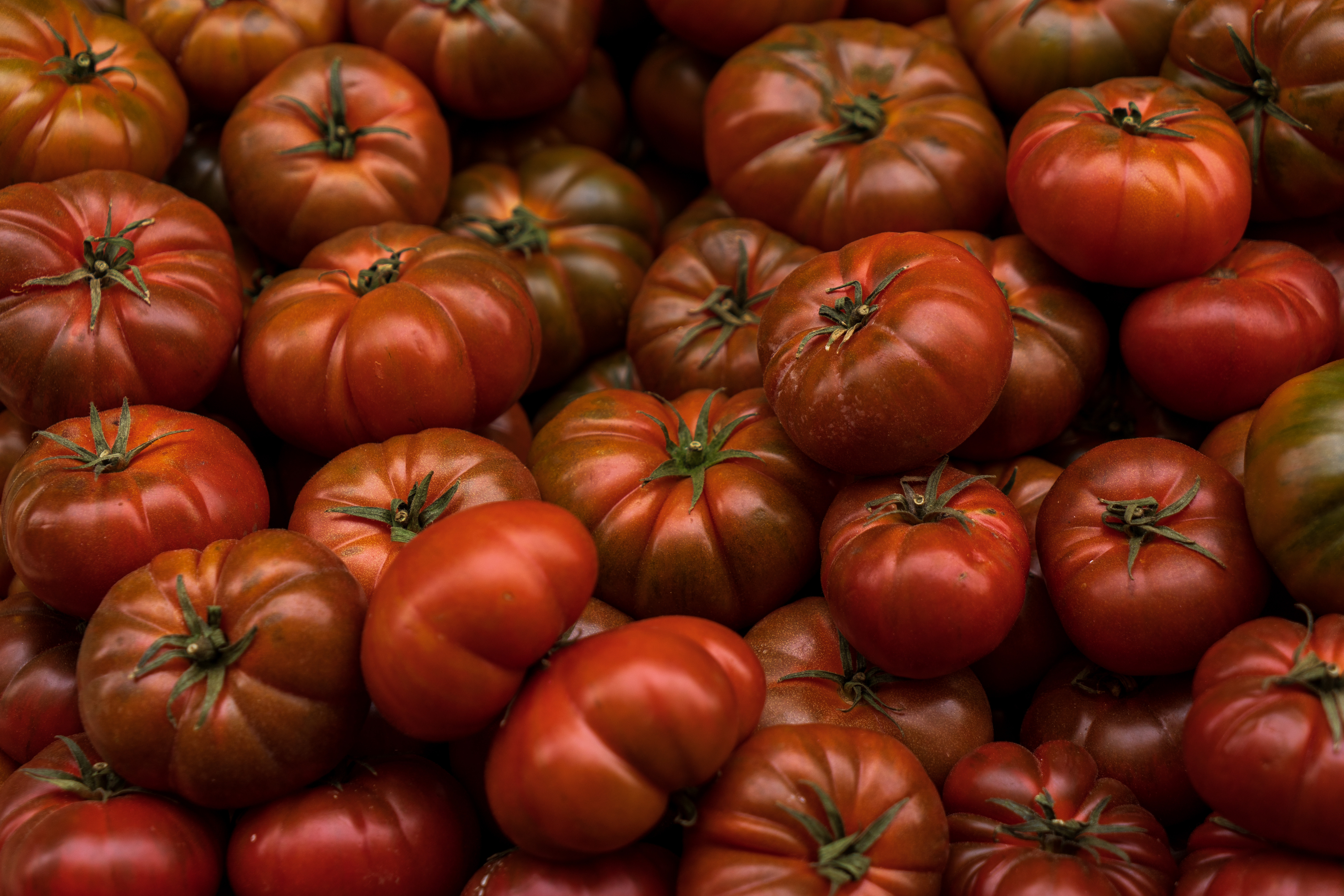 rosii cherokee purple