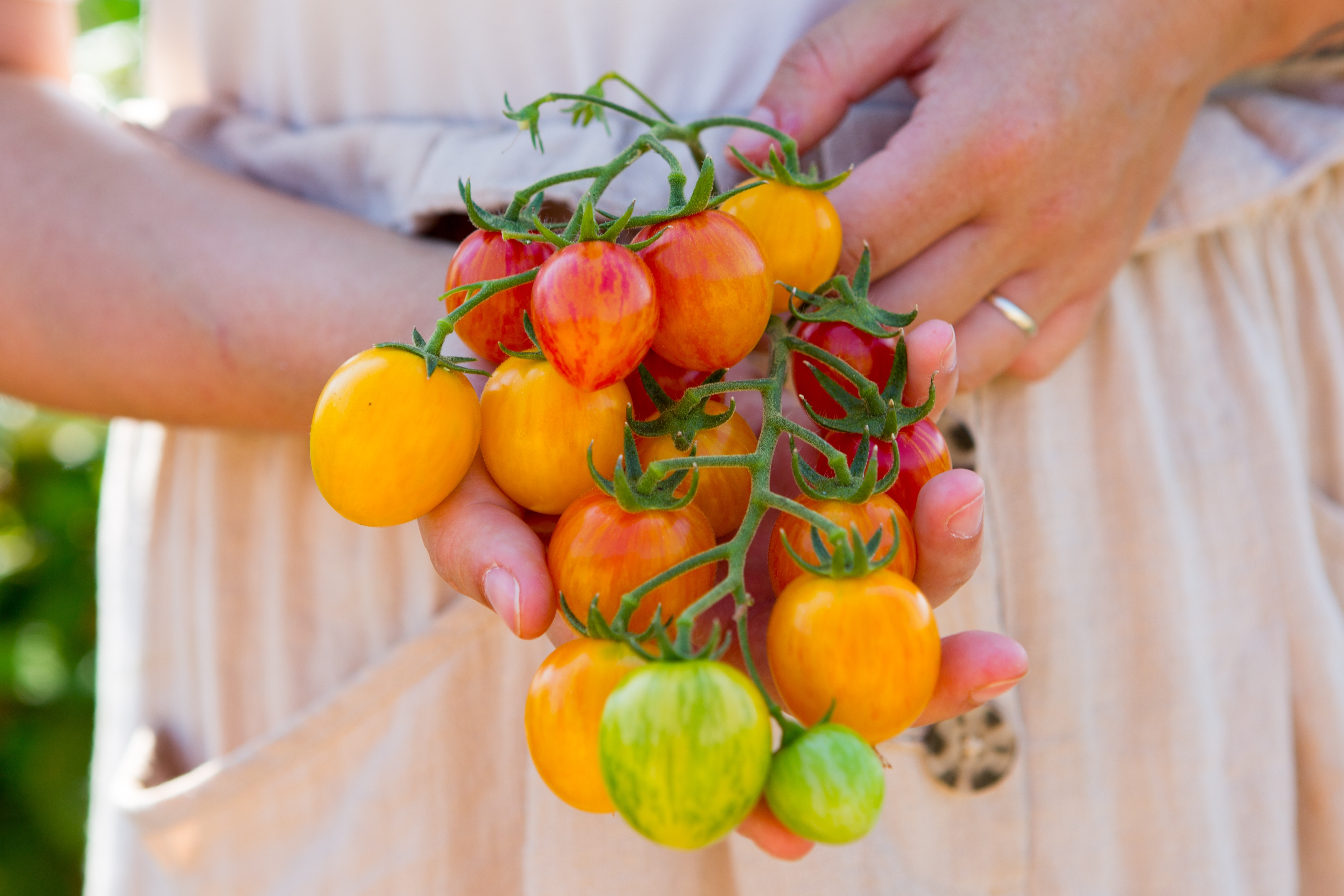 rosii Sunrise Bumblebee