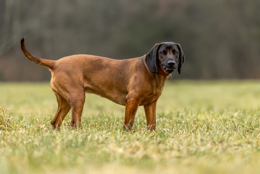 Doi turişti din Olanda au fost muşcaţi de câinele de la o stână, într-o drumeţie în Apuseni. Au fost transportaţi la spital