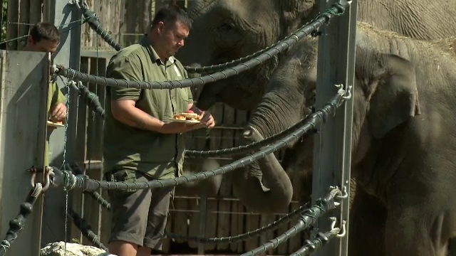 O grădină zoologică din Budapesta a serbat 159 de ani de existență. Vizitatorii s-au bucurat de tururi și ateliere creative