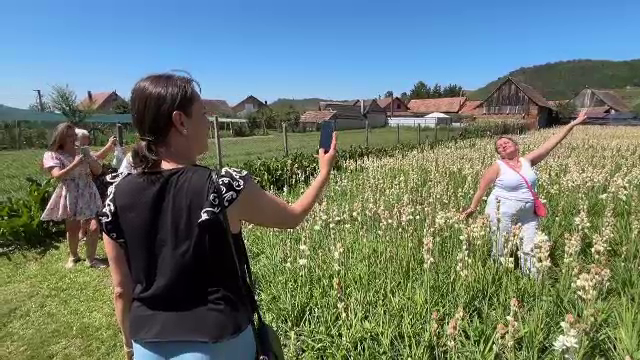 Sărbătoarea tuberozelor, atracția unei mici localități din Sibiu. S-au vândut 100.000 de flori într-o singură zi