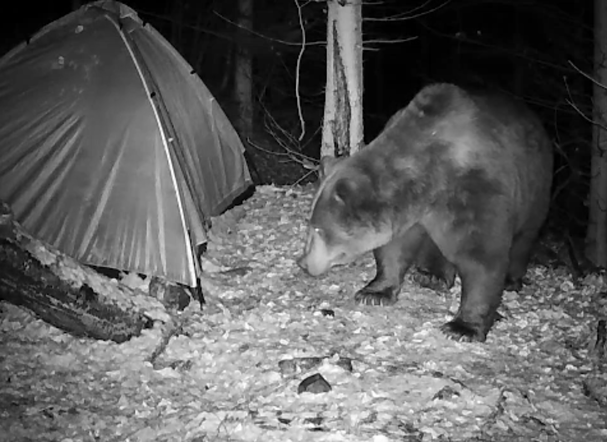 Turismul la urs, fenomen periculos în Poiana Brașov: Autoritățile au descoperit momeală pusă intenționat pentru animale