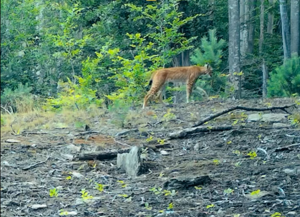 Imagini inedite cu un râs surprinse în Parcul Național Semenic din județul Caraș-Severin. VIDEO