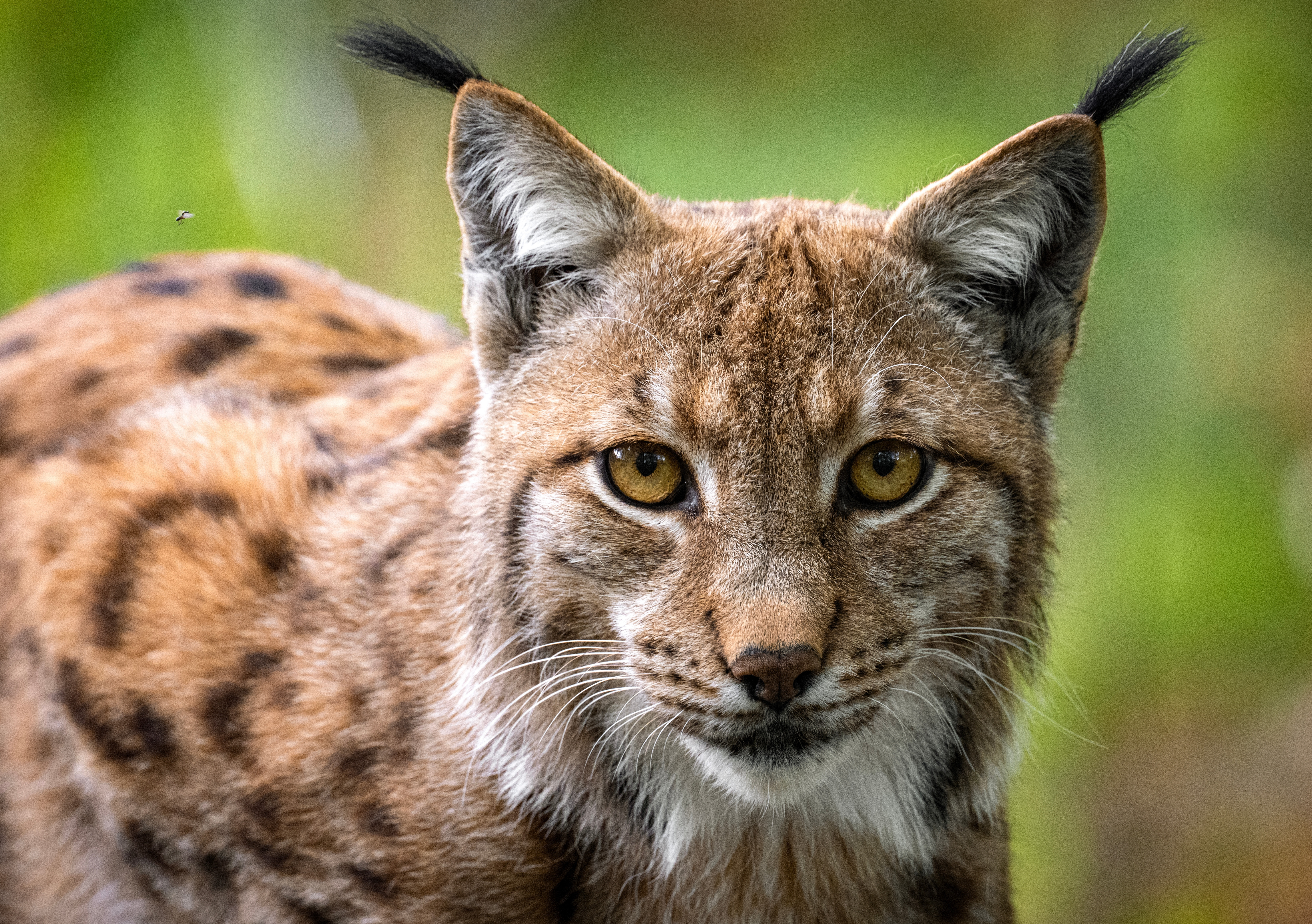 Alertă reală: Râs pierdut din lesă pe străzile din Fălticeni. Ce trebuie să facă oamenii care îl văd