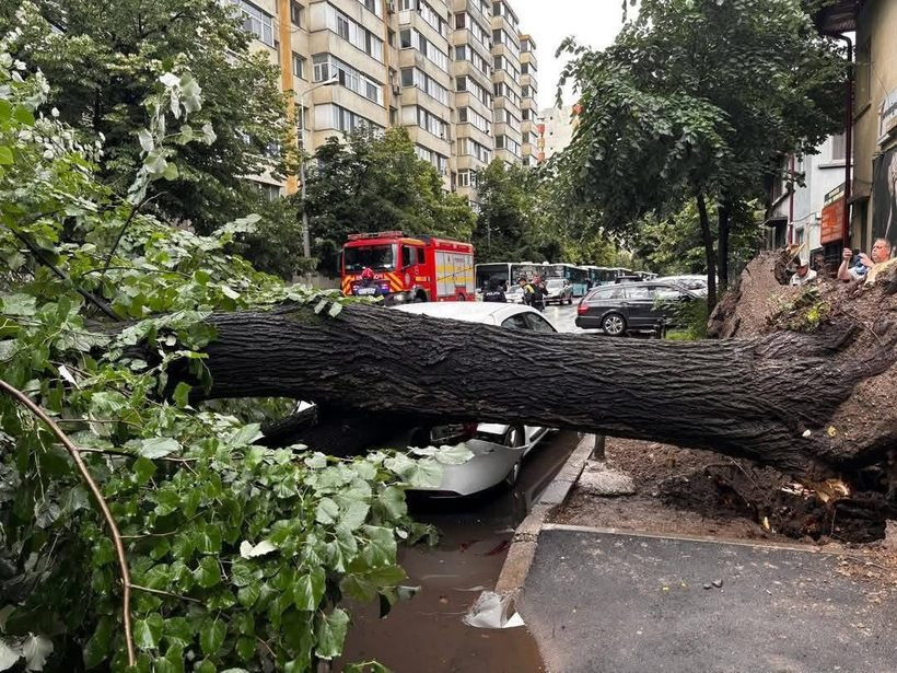 Ți-a căzut copacul pe mașină? Ce, când și cum primești, în funcție de sectorul în care ai pățit-o