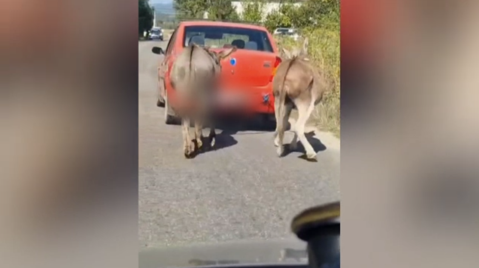 Scenă revoltătoare filmată: O femeie de 67 de ani a tras cu mașina doi măgari. Poliția a intervenit