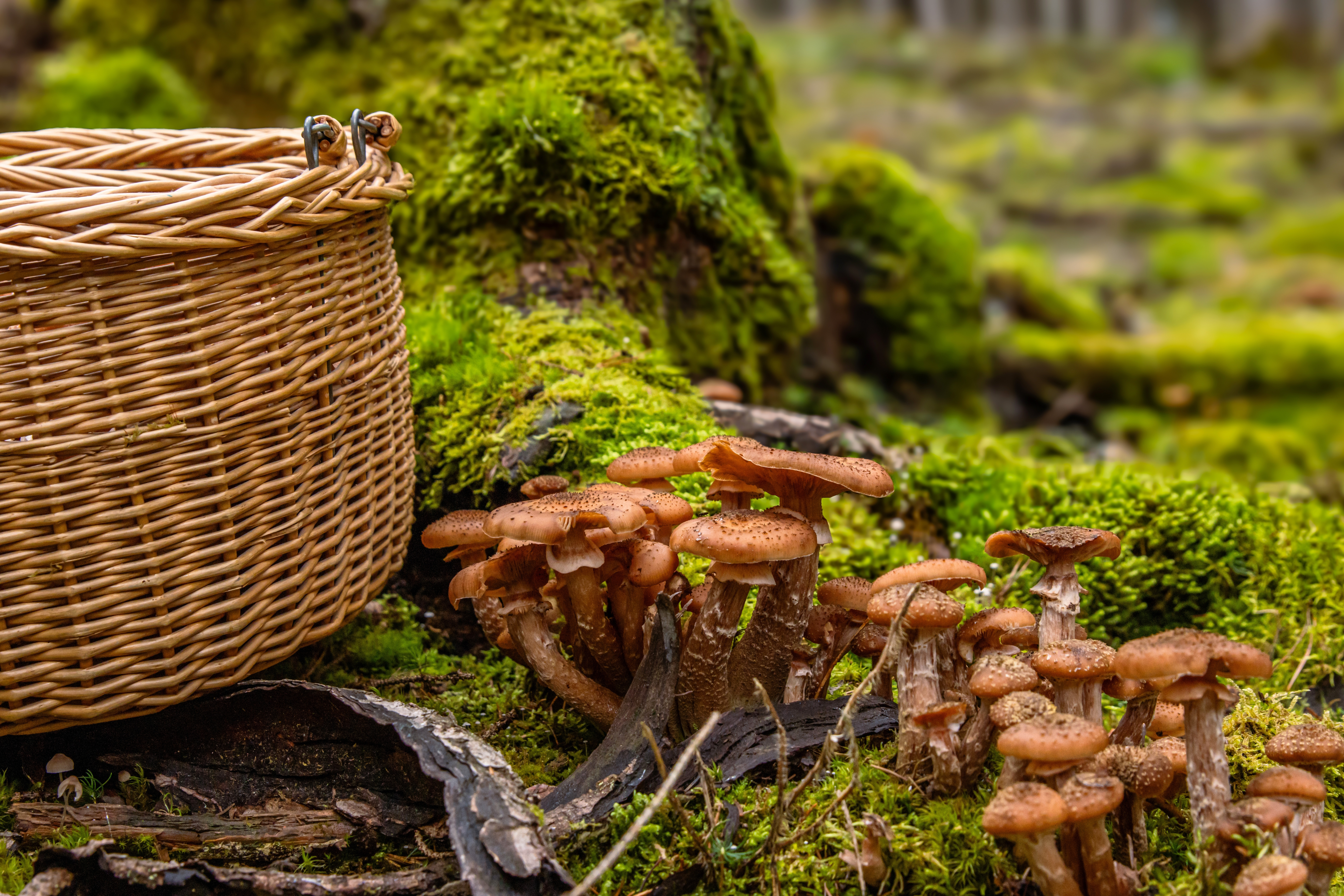 Ghebe - cum să le alegi, să le gătești și să te bucuri de gustul lor unic. Rețete savuroase din bucătăria românească