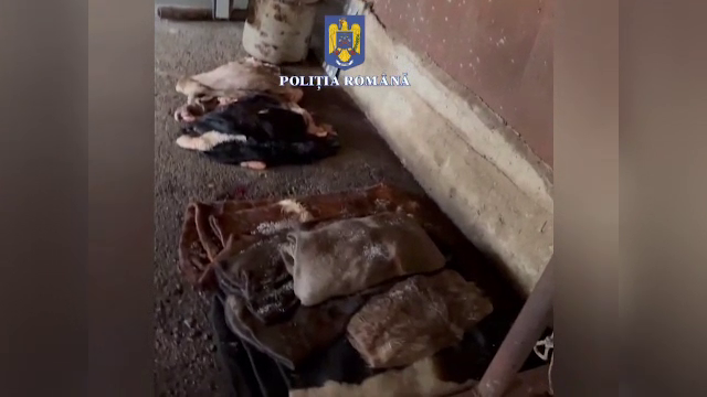 Abator ilegal descoperit în Argeș. Polițiștii au confiscat sute de kilograme de carne și resturi în stare de putrefacție