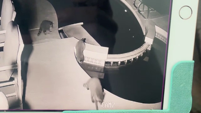 O gașcă de ratoni, musafirii nepoftiți ai unei familii din Florida. Noaptea, fac baie în piscină și se relaxează pe șezlong