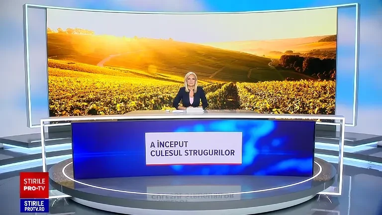 A început culesul strugurilor în multe podgorii din țară. Recolta se anunță cu 40% mai mare față de anul trecut