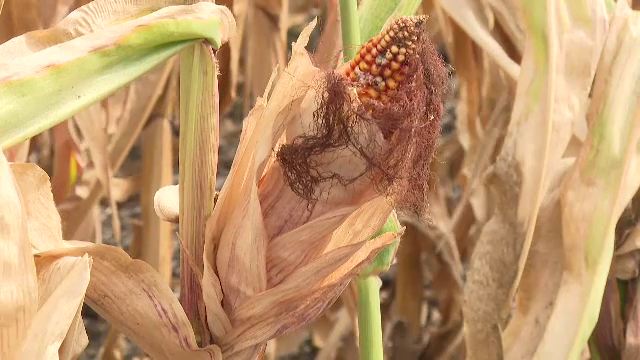 Fermierii români, loviți puternic de secetă. Recolte mai mici și cu 30% față de anul trecut