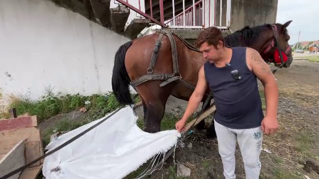 Primăria unei localități din județul Sibiu îi va sancționa pe cărutașii care lasă dejecțiile cailor pe stradă