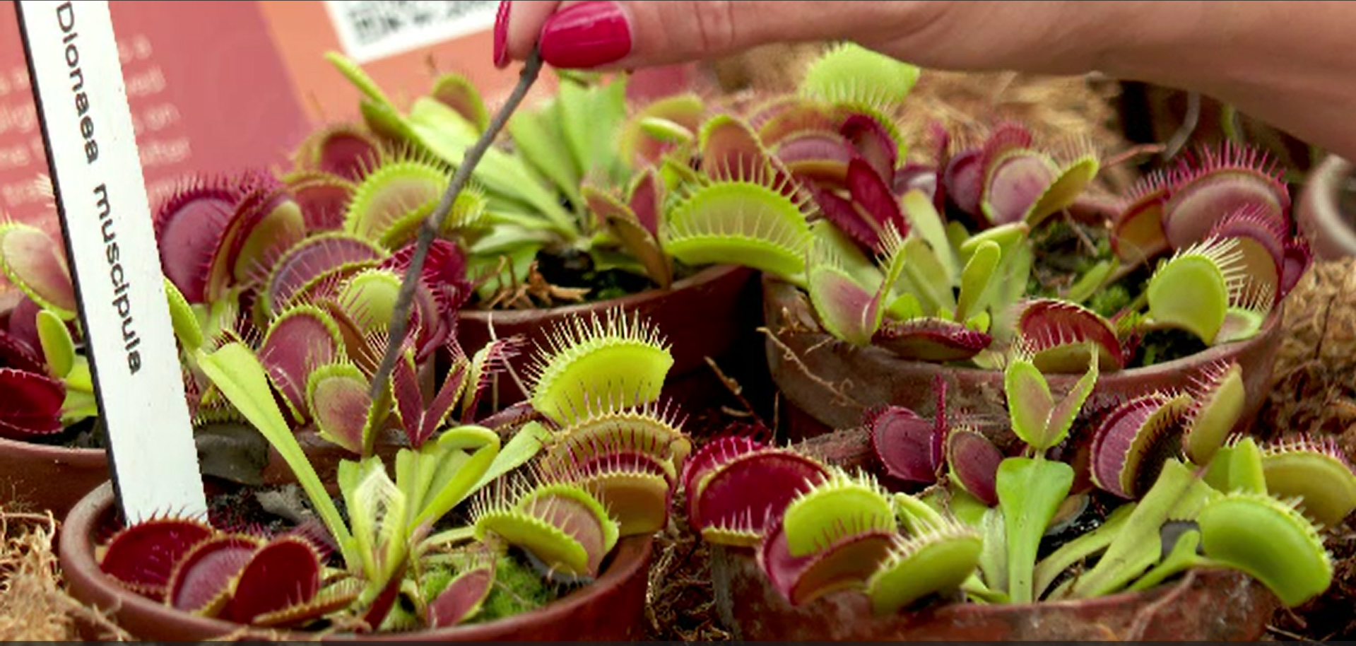 Grădina Botanică din Cluj găzduiește o expoziție inedită de plante carnivore. „Au și capacitatea de a prinde mamifere mici”