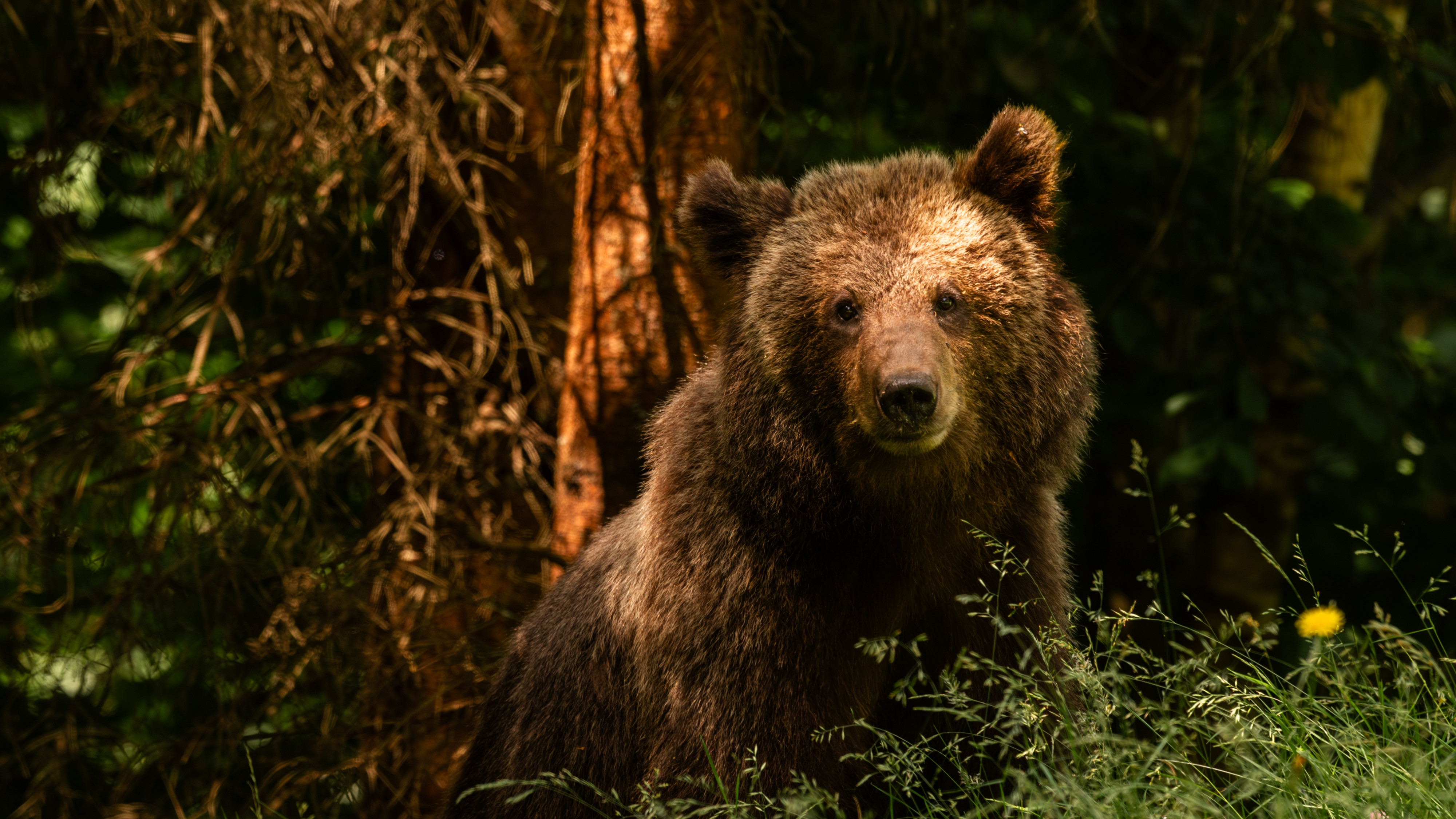 Primul proiect de lege care-și propune să reducă numărul urșilor este contestat de activiștii de mediu și de unii specialiști