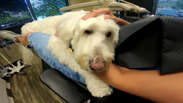 Cățelul de la dentist. Pacienții anxioși își găsesc un sprijin pe durata intervențiilor dificile