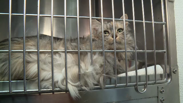 Abonamentele medicale pentru animale, noul trend în România. Care sunt prețurile și ce servicii sunt incluse