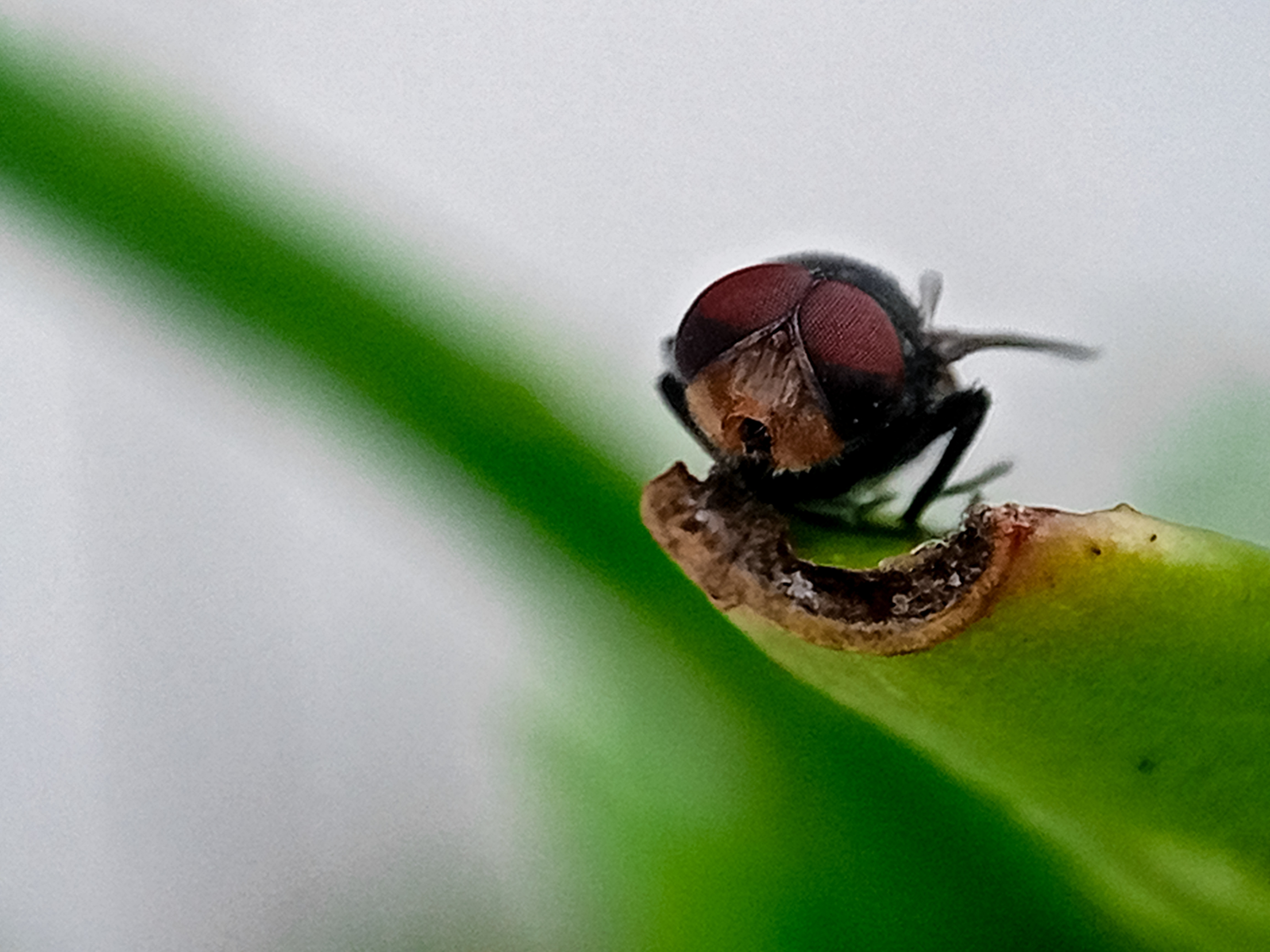 Un parazit care mănâncă țesuturi vii a fost depistat pentru prima dată la un om din SUA. Cazul a șocat medicii