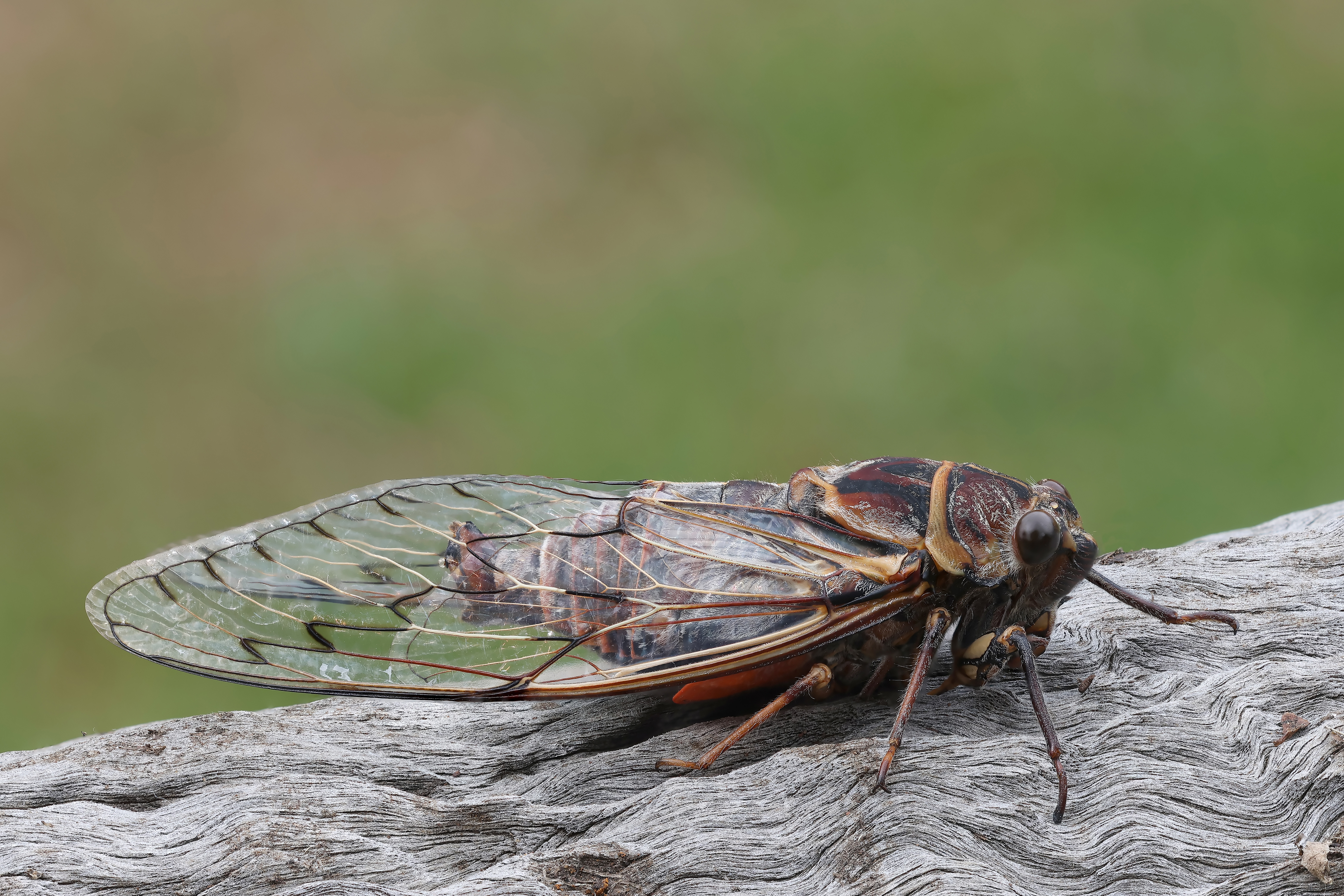 Cicadele: insectele misterioase care cântă vara. Tot ce trebuie să știi despre cum arată și sunetul pe care îl scot