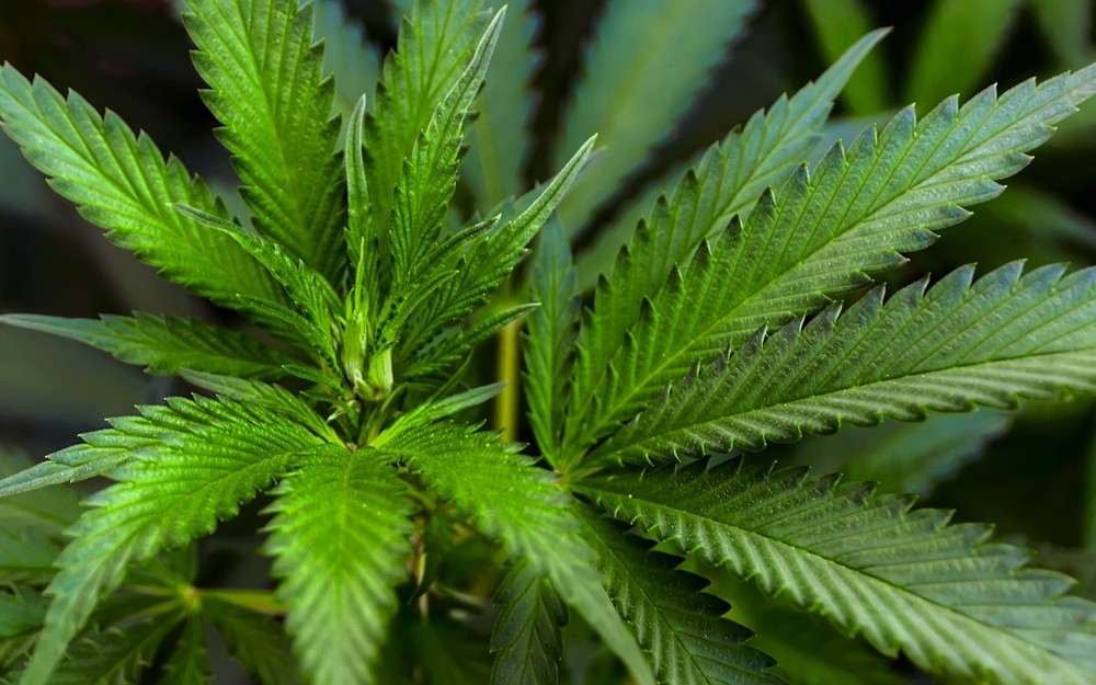 Studiu: Consumul de canabis pentru durere, anxietate sau depresie poate creşte riscul de paranoia