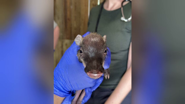 Trei pui de facocer s-au născut la o grădină zoologică din Florida