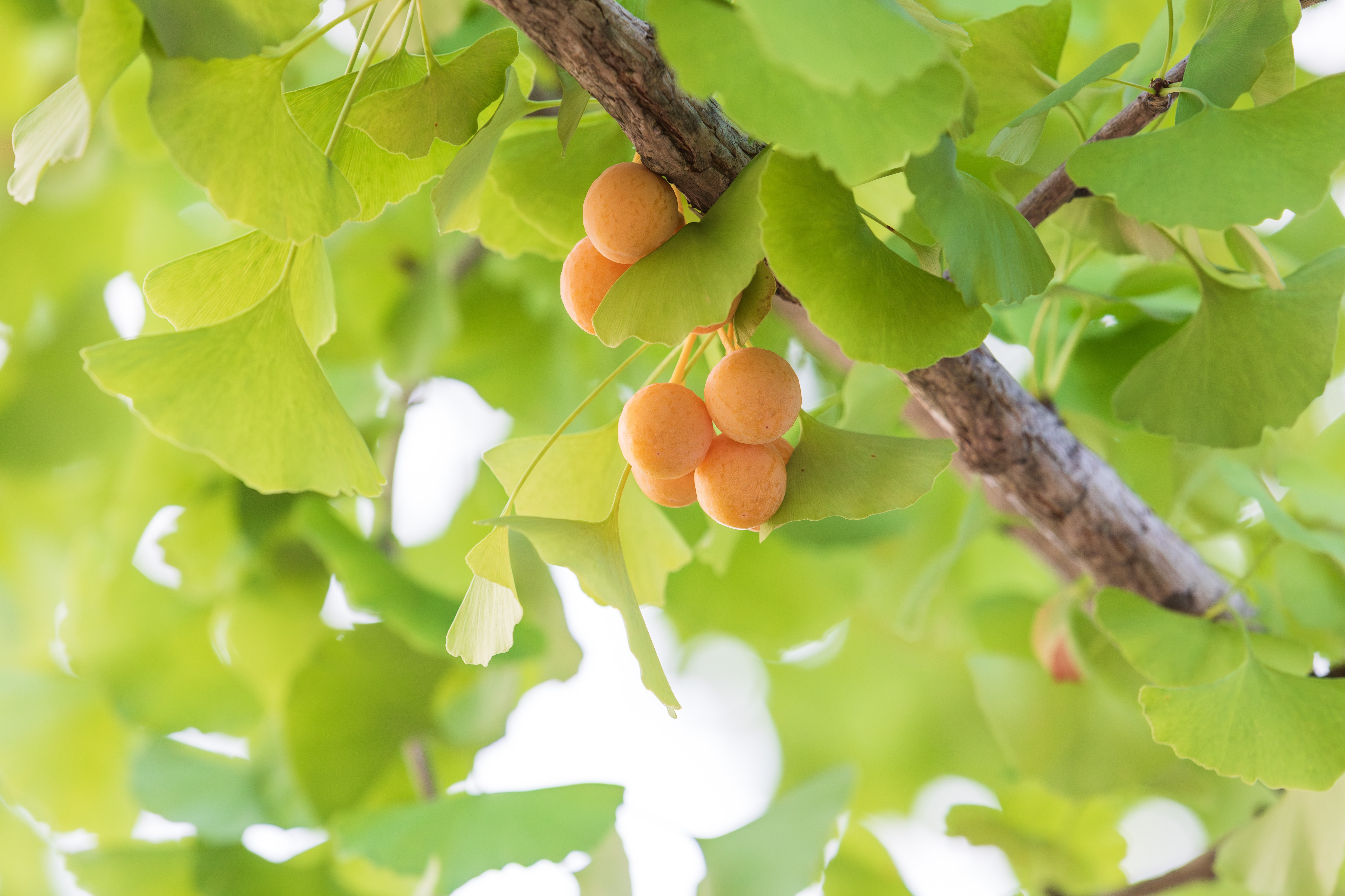 Ginkgo Biloba – arborele vieții. Cum îl recunoști, ce beneficii are și unde crește