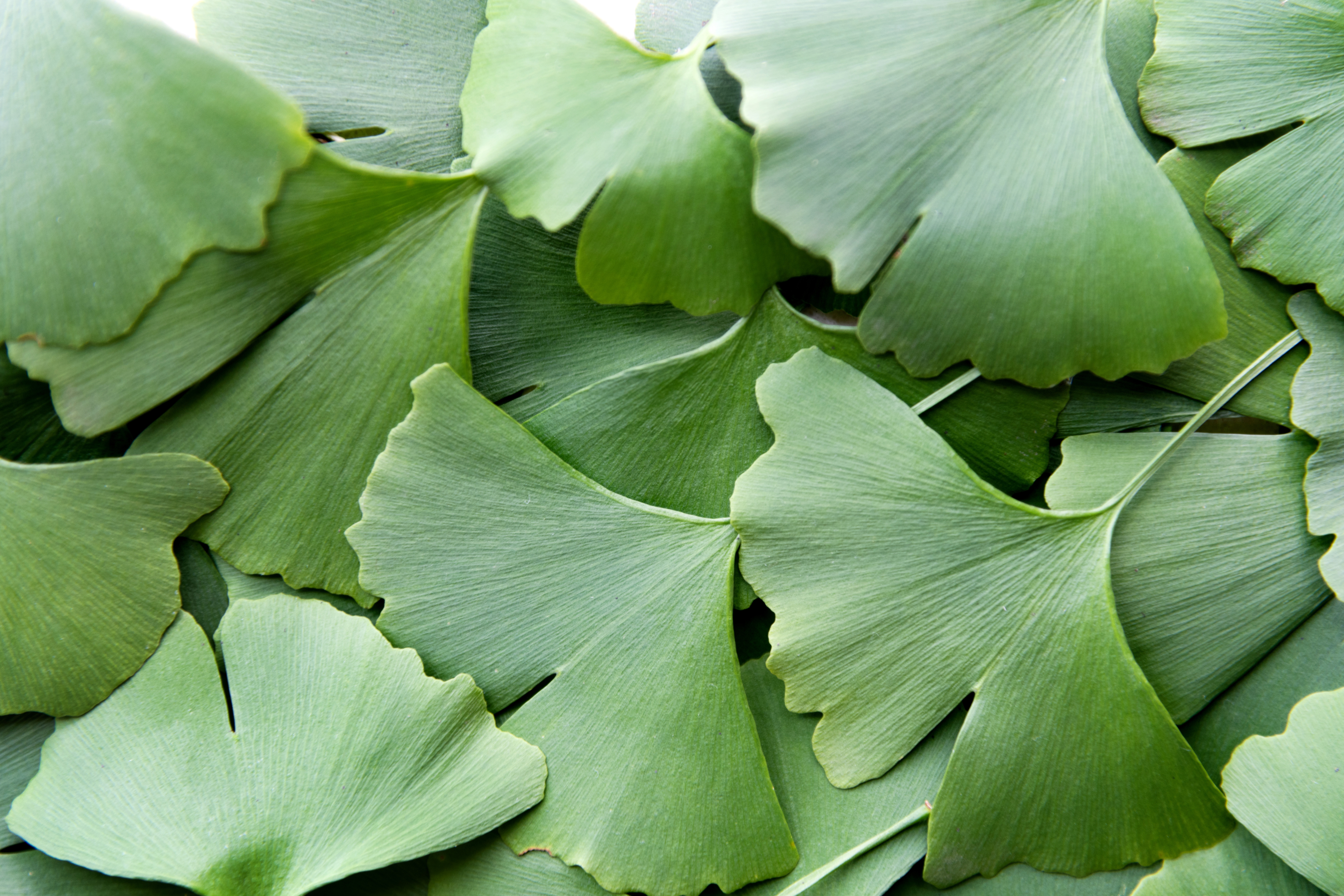 Ginkgo Biloba