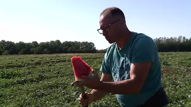 Pepenii din Dăbuleni vor fi dulci și zemoși până la prima brumă. Explicațiile fermierilor