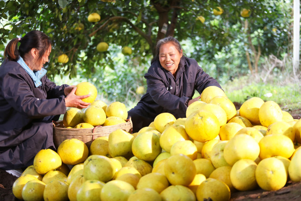 Pomelo - cum se mănâncă acest fruct și ce beneficii are pentru sănătate