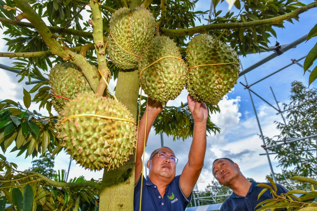 Durian - ce este și cum se mănâncă. Ce gust are acest fruct și de ce miroase urât