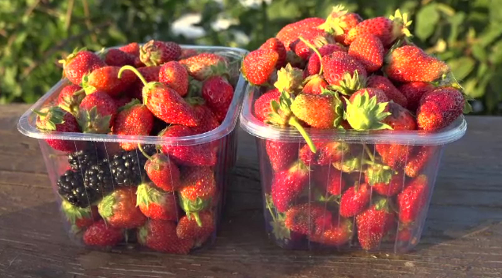 Căpșunile și zmeura târzie sunt la mare căutare în România. ”Nu reușim să acoperim cererea”, spun fermierii