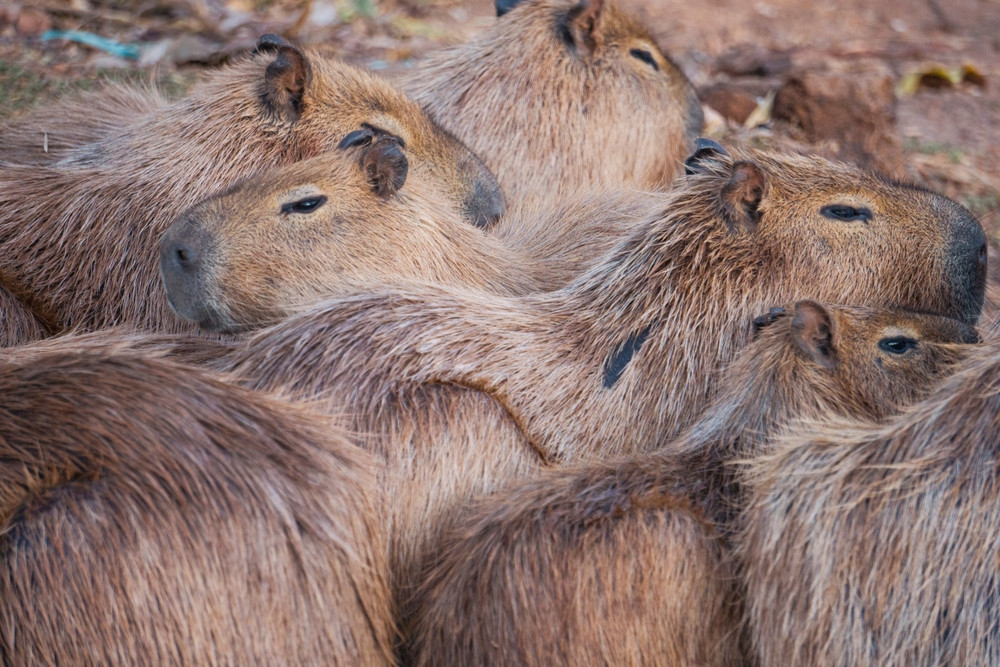 Invazie de capibare. În Buenos Aires sunt atât de multe, încât au început să atace câinii din curți