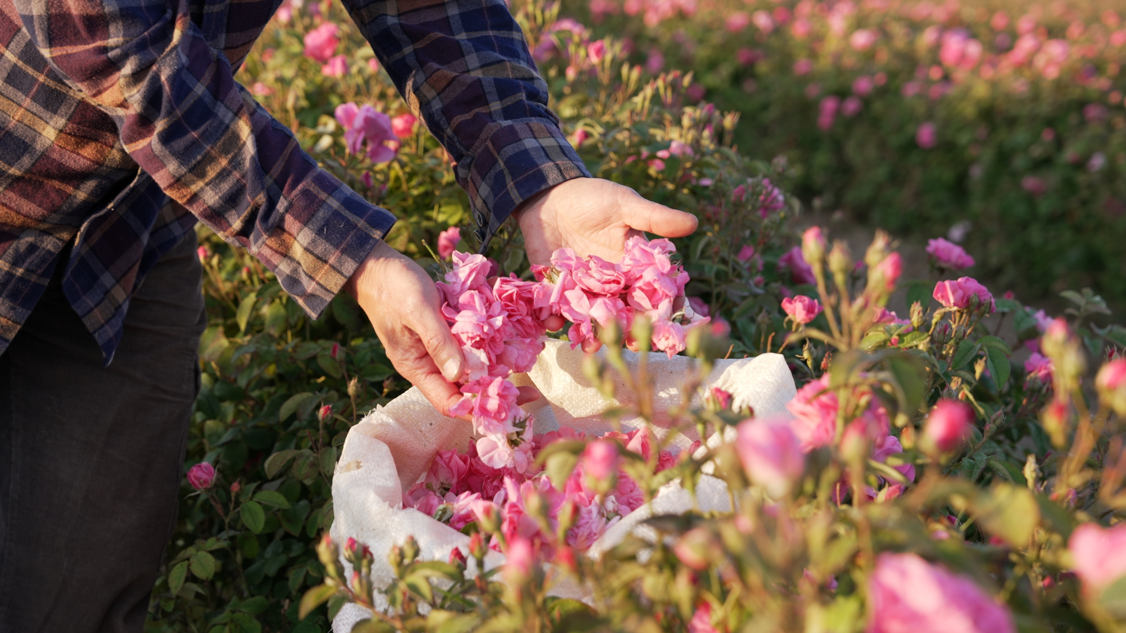Motivul pentru care bulgarii refuză să muncească doar 4 zile pe săptămână