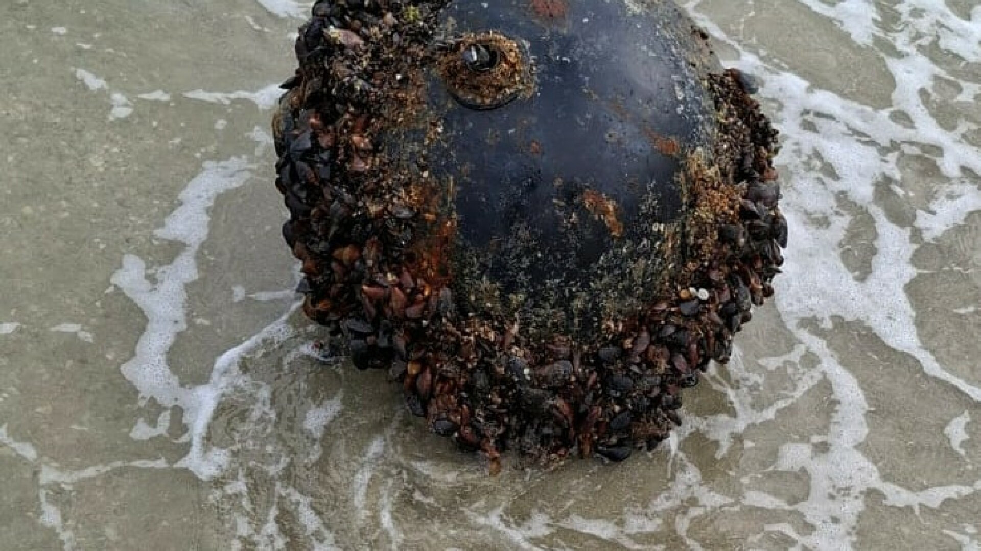 O mină marină descoperită pe plaja din Vadu a fost neutralizată. Ce spune MApN | VIDEO