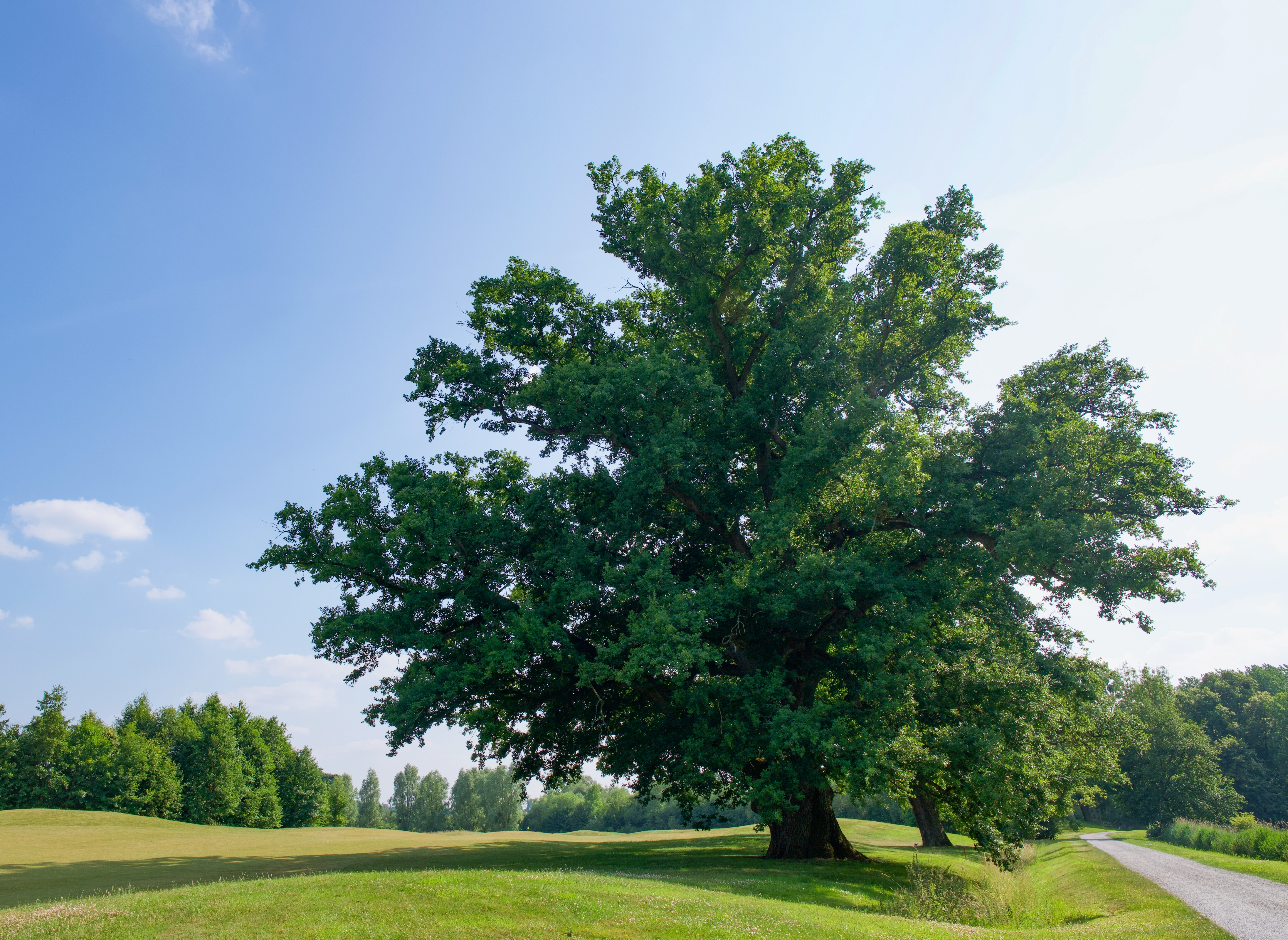 Stejarul: cum îl recunoști, cum arată frunza, tipuri și importanța lui în natură și cultură. Unde pot fi admirați în România