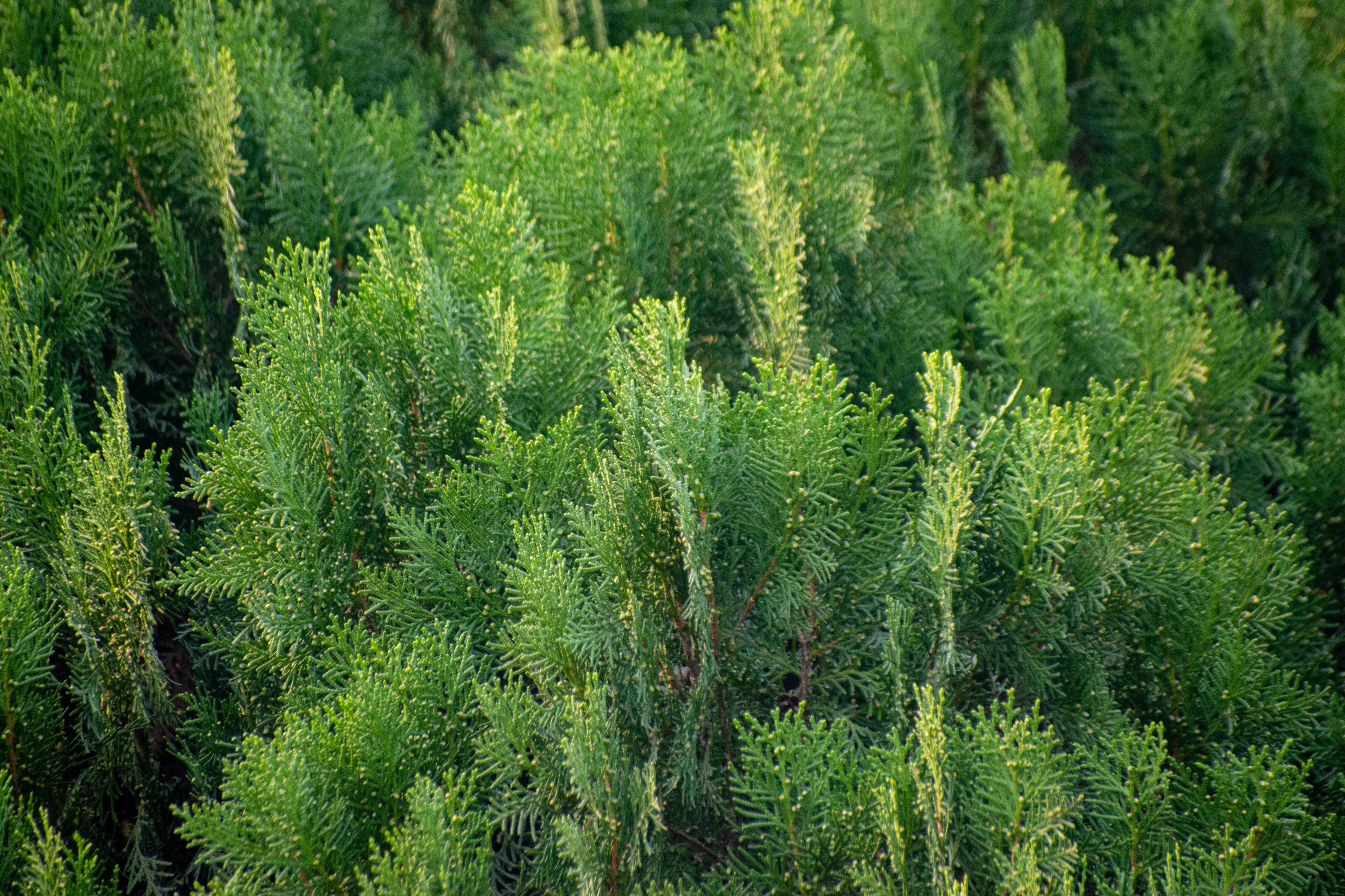 Chiparosul - cum îl recunoști, tipuri și ghid de îngrijire pentru grădină. Cum se diferențiază de alte plante ornamentale