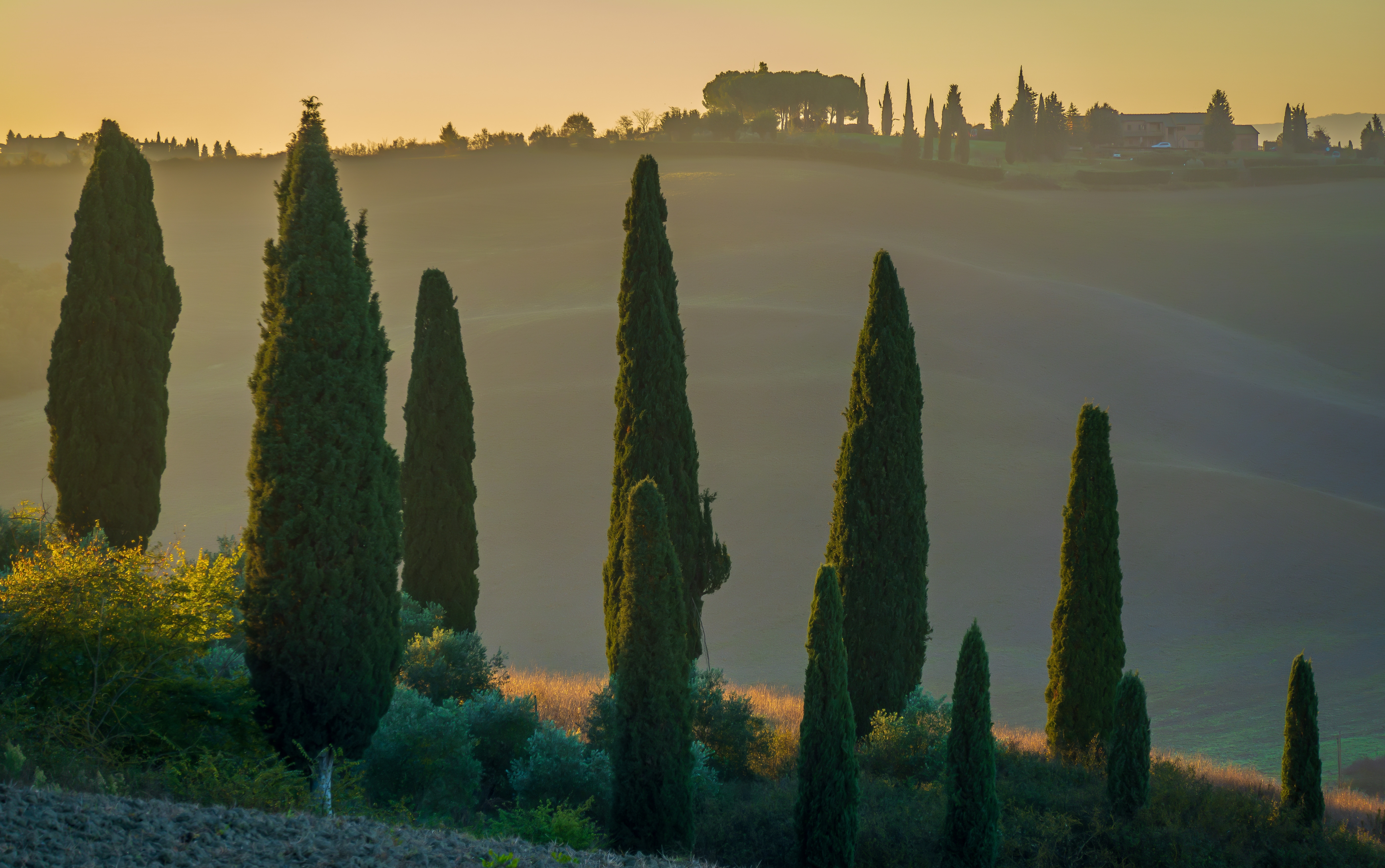 chiparosul mediteranean
